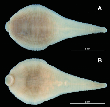 Helobdella temiscoensis, a leech of the family Glossiphoniidae