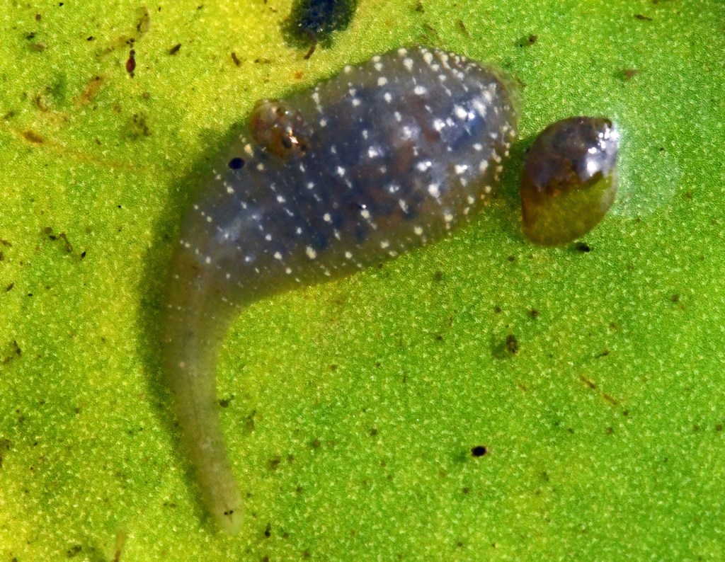 Helobdella transversa, a leech of the family Glossiphoniidae