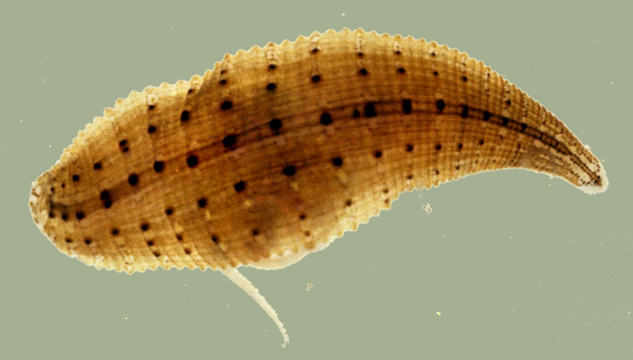Helobdella triserialis, a leech of the family Glossiphoniidae