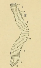 Helobdella villarsi, a leech of the family Glossiphoniidae