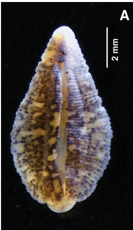 Helobdella virginiae, a leech of the family Glossiphoniidae