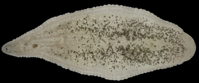 Helobdella viridoclypus, a leech of the family Glossiphoniidae