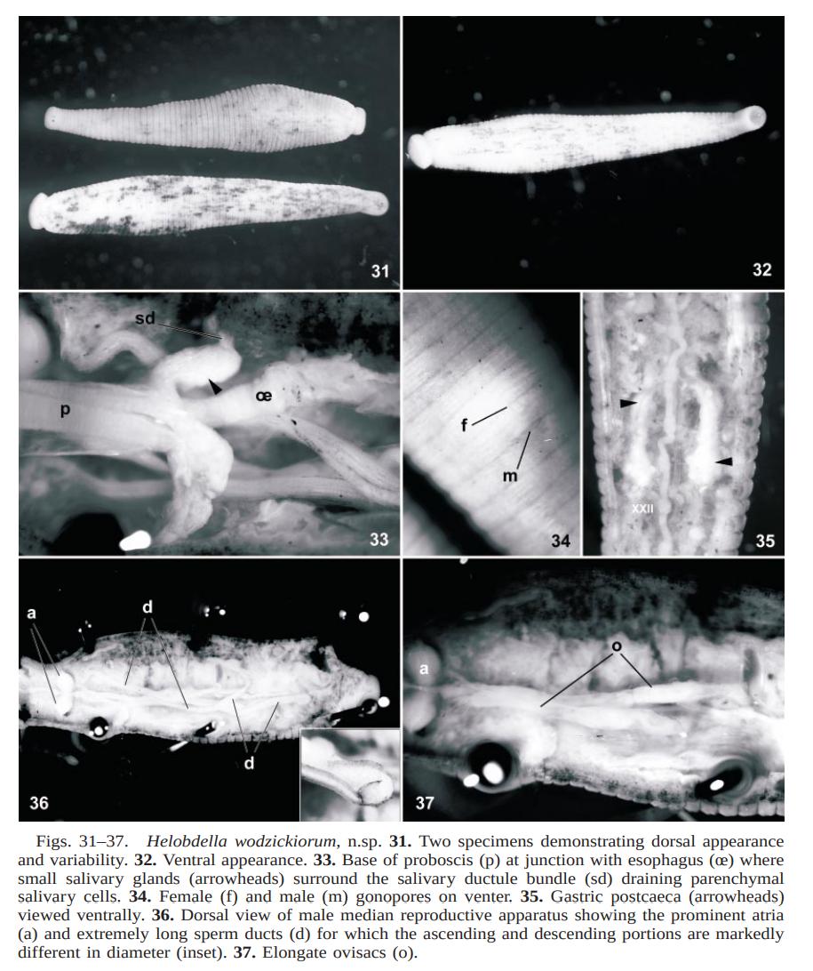 Helobdella wodzickiorum, a leech of the family Glossiphoniidae