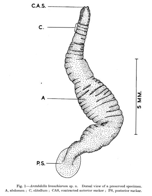 Hemibdella branchiarum, a leech of the family Piscicolidae