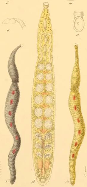 Hemibdella soleae, a leech of the family Piscicolidae