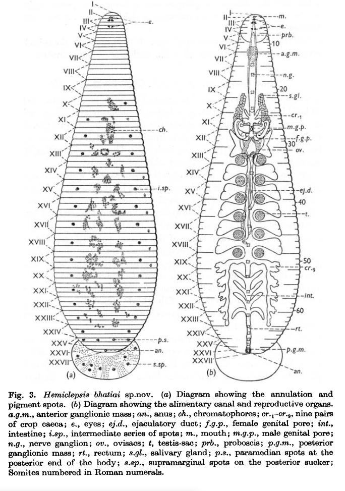 Hemiclepsis bhatiai, a leech of the family Glossiphoniidae