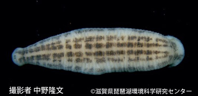 Hemiclepsis kasmiana, a leech of the family Glossiphoniidae