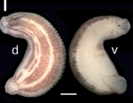 Hemiclepsis khankiana, a leech of the family Glossiphoniidae