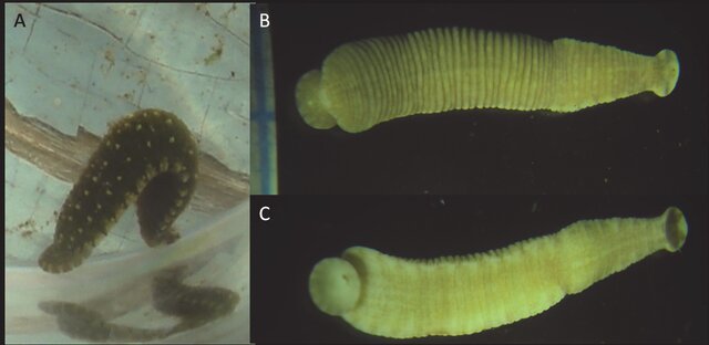 Hemiclepsis marginata, a leech of the family Glossiphoniidae