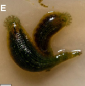 Hemiclepsis myanmariana, a leech of the family Glossiphoniidae