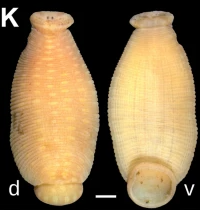 Hemiclepsis schrencki, a leech of the family Glossiphoniidae