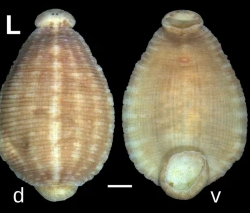 Hemiclepsis tumniniana, a leech of the family Glossiphoniidae