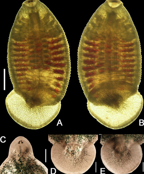 Hemiclepsis yangtzenensis, a leech of the family Glossiphoniidae