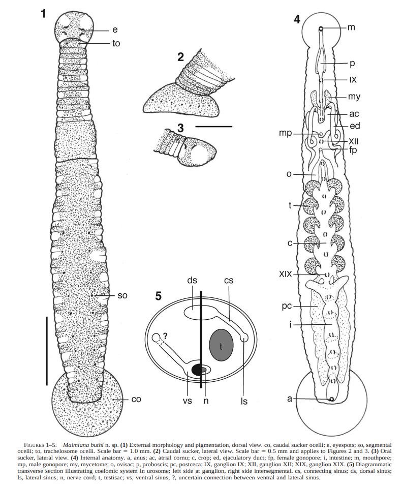 Heptacyclus buthi, a leech of the family Piscicolidae