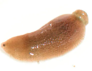 Hippobdelloides jaegerskioeldi, a leech of the family Glossiphoniidae
