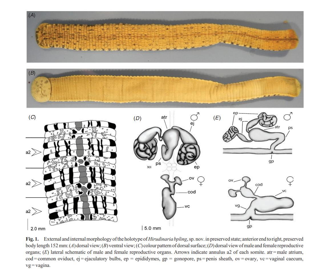 Hirudinaria bpling, a leech of the family Hirudinidae