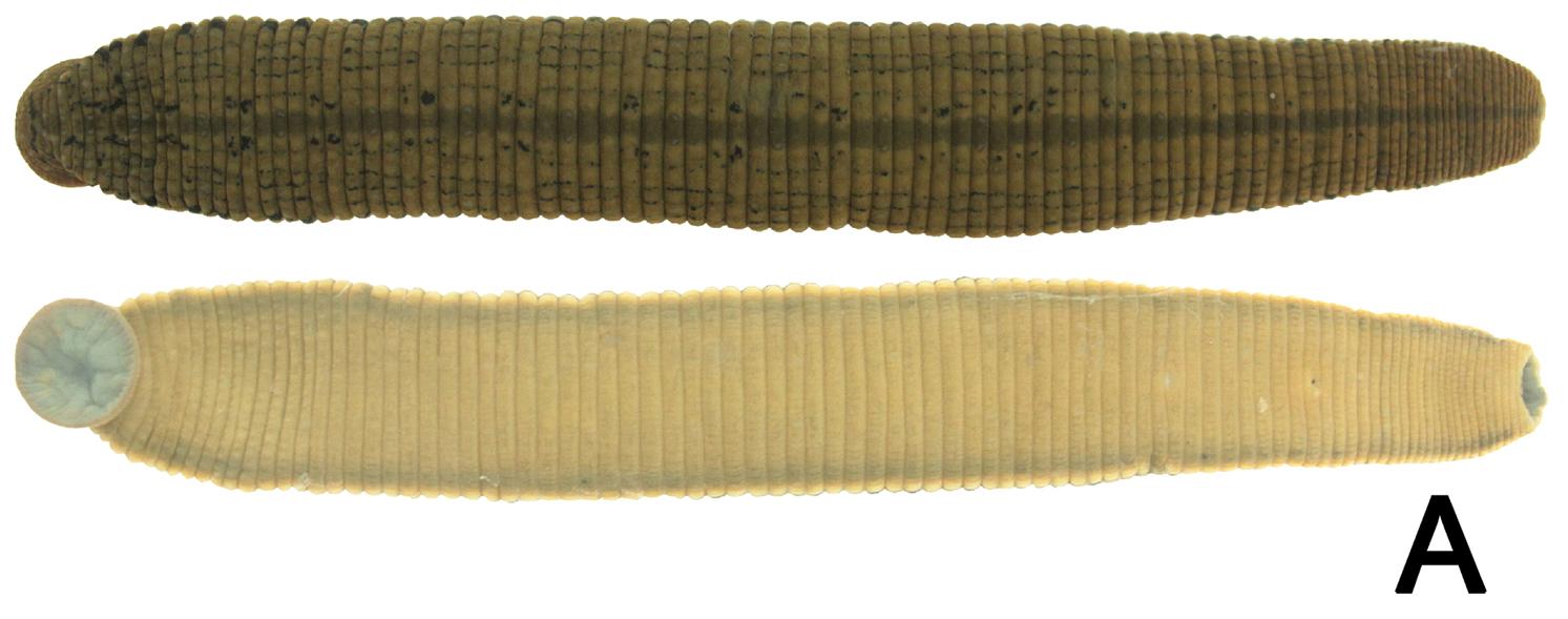 Hirudinaria javanica, a leech of the family Hirudinidae