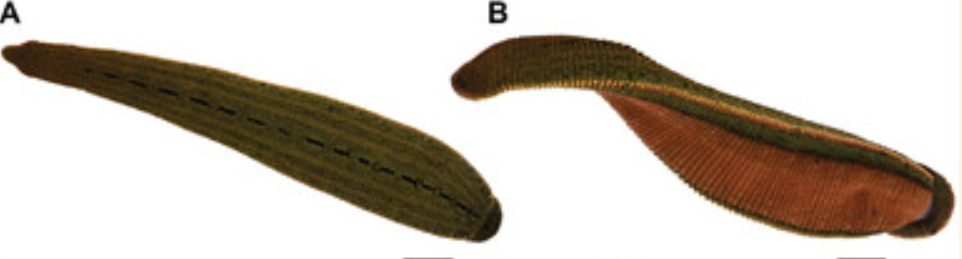 Hirudinaria manillensis, a leech of the family Hirudinidae
