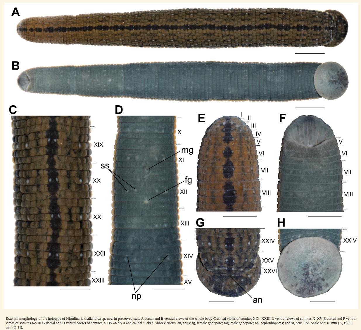 Hirudinaria thailandica, a leech of the family Hirudinidae
