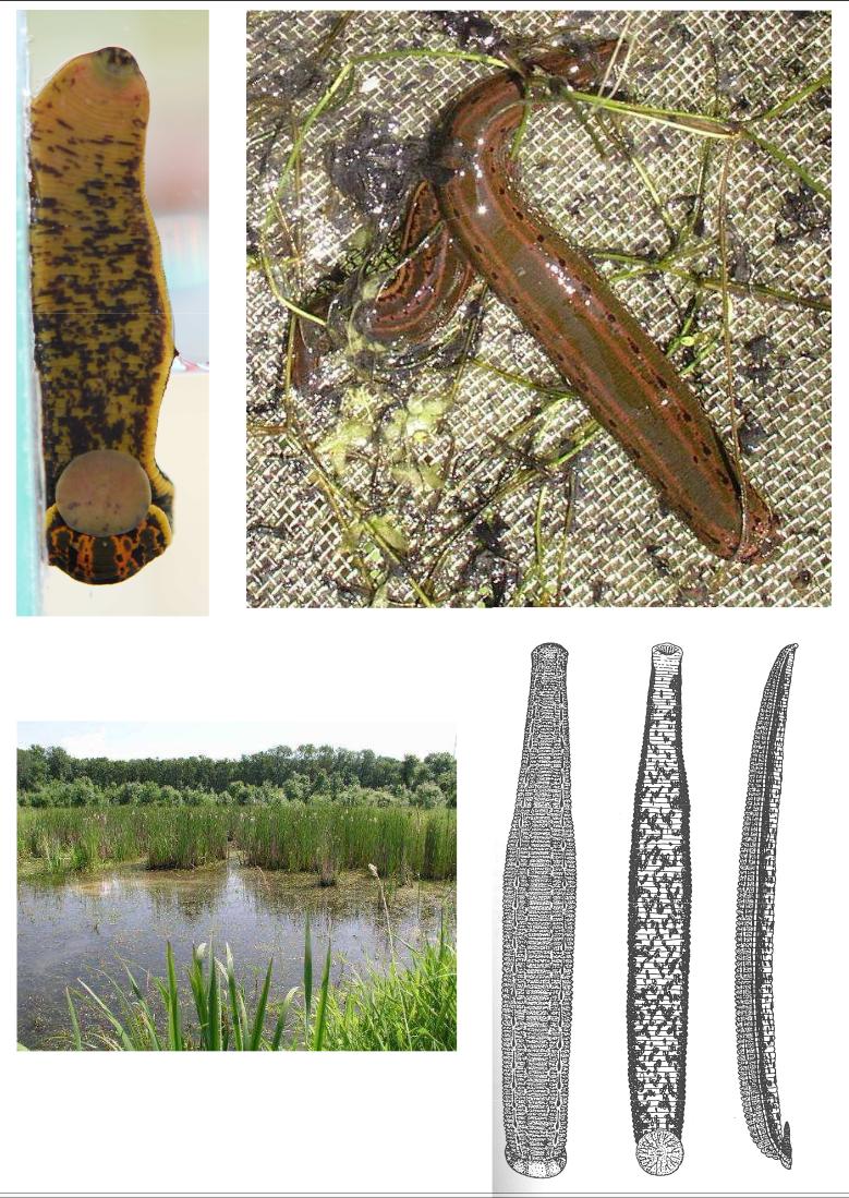 Hirudo medicinalis, a leech of the family Hirudinidae