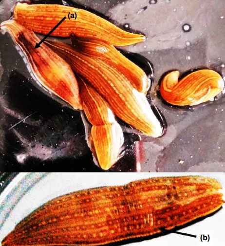 Hirudo nipponia, a leech of the family Hirudinidae
