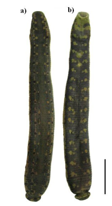 Hirudo orientalis, a leech of the family Hirudinidae