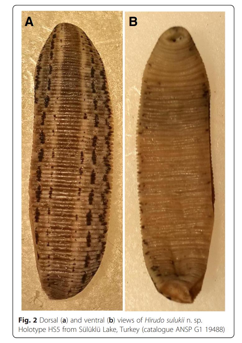 Hirudo sulukii, a leech of the family Hirudinidae