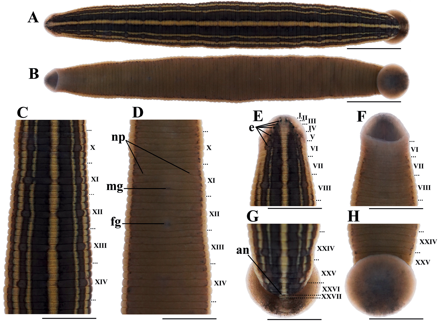 Hirudo tianjinensis, a leech of the family Hirudinidae