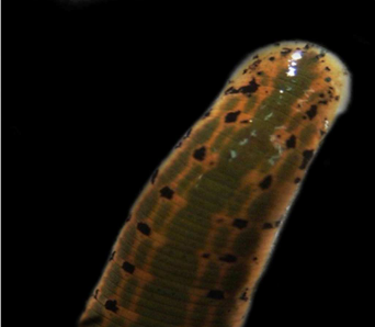 Hirudo troctina, a leech of the family Hirudinidae