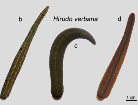Hirudo verbana, a leech of the family Hirudinidae