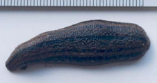 Hirudobdella antipodum, a leech of the family Haemadipsidae