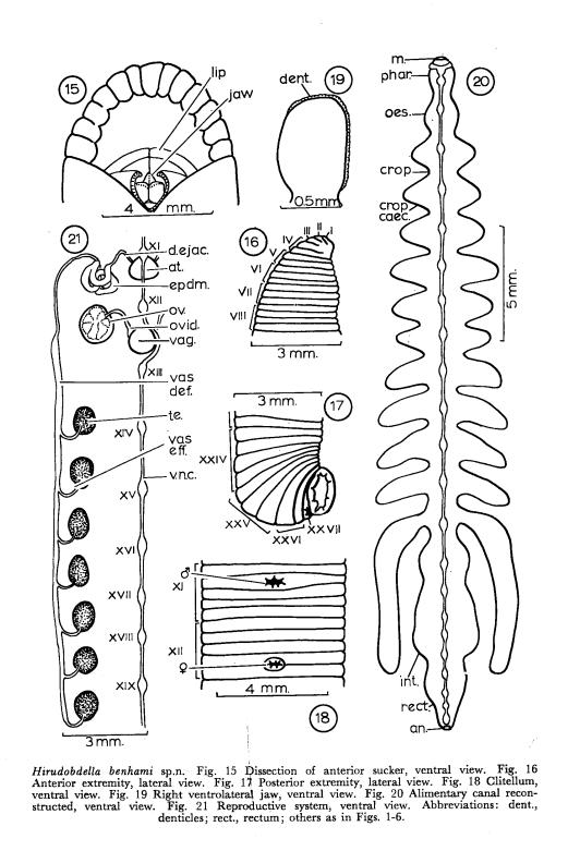 Hirudobdella benhami, a leech of the family Haemadipsidae