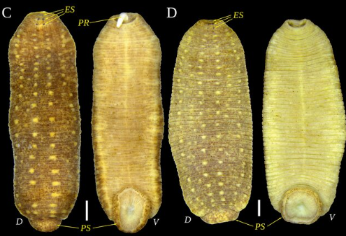 Hyperboreomyzon polaris, a leech of the family Glossiphoniidae