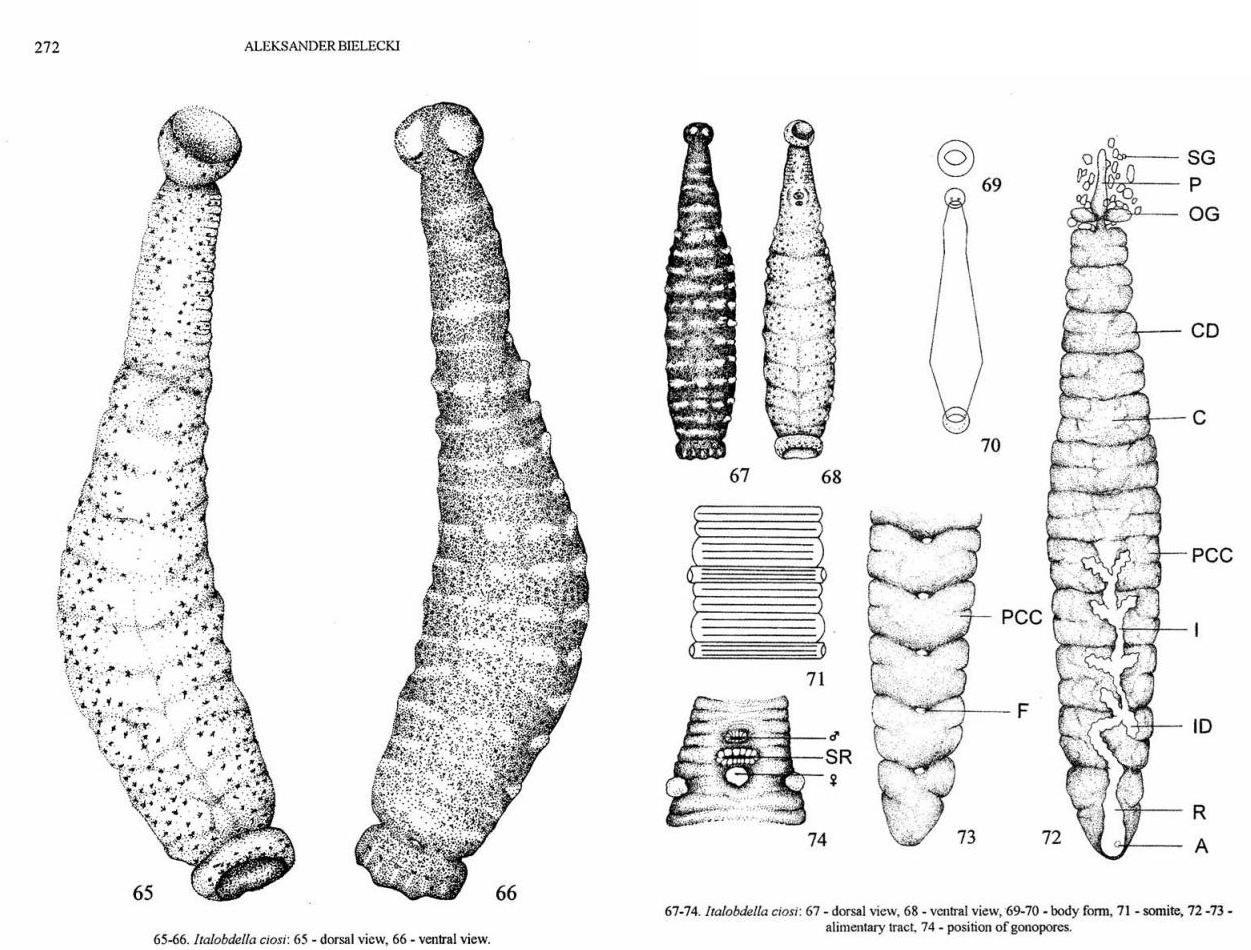 Italobdella ciosi, a leech of the family Piscicolidae