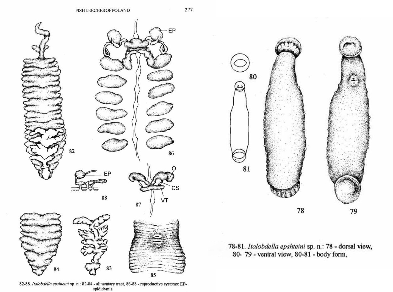 Italobdella epshteini, a leech of the family Piscicolidae