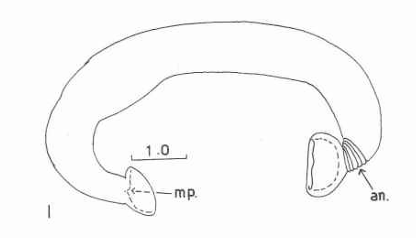 Janusion nuda, a leech of the family Piscicolidae