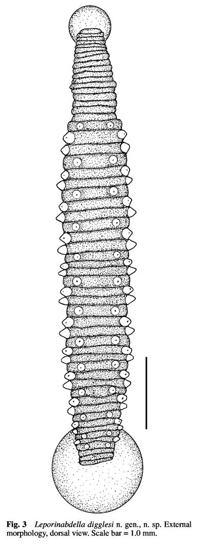 Leporinabdella digglesi, a leech of the family Piscicolidae