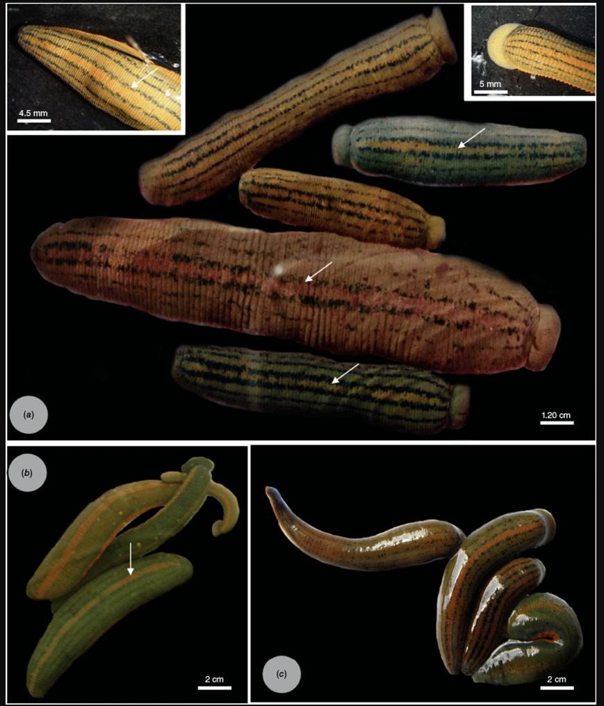 Limnatis anouarensis, a leech of the family Praobdellidae