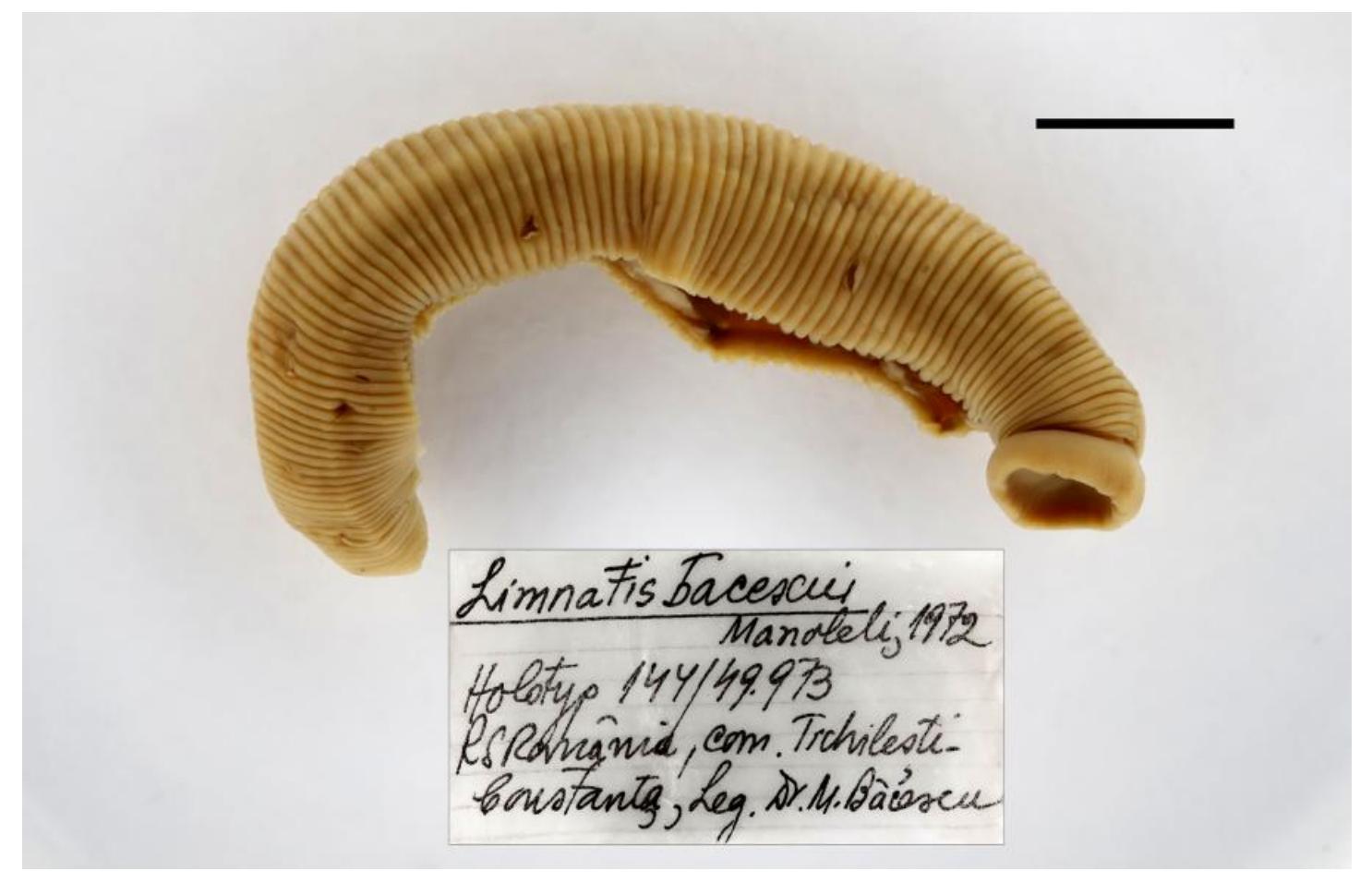 Limnatis bacescui, a leech of the family Praobdellidae