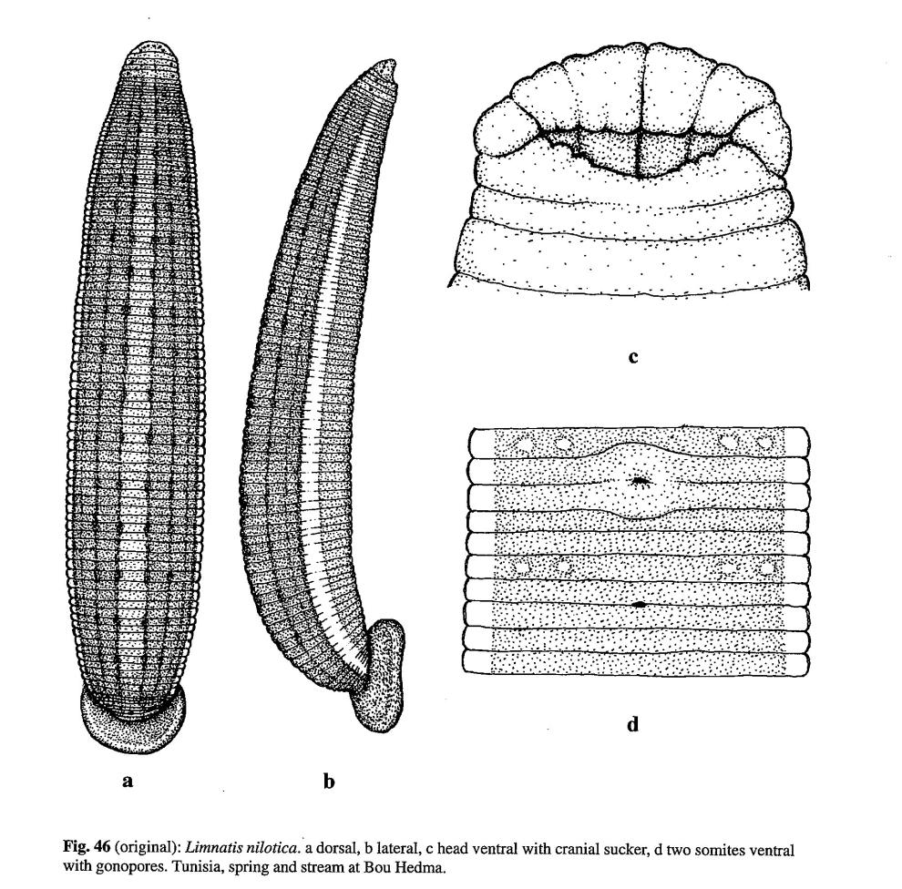 Limnatis nilotica, a leech of the family Praobdellidae