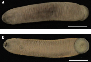 Limnatis paluda, a leech of the family Praobdellidae