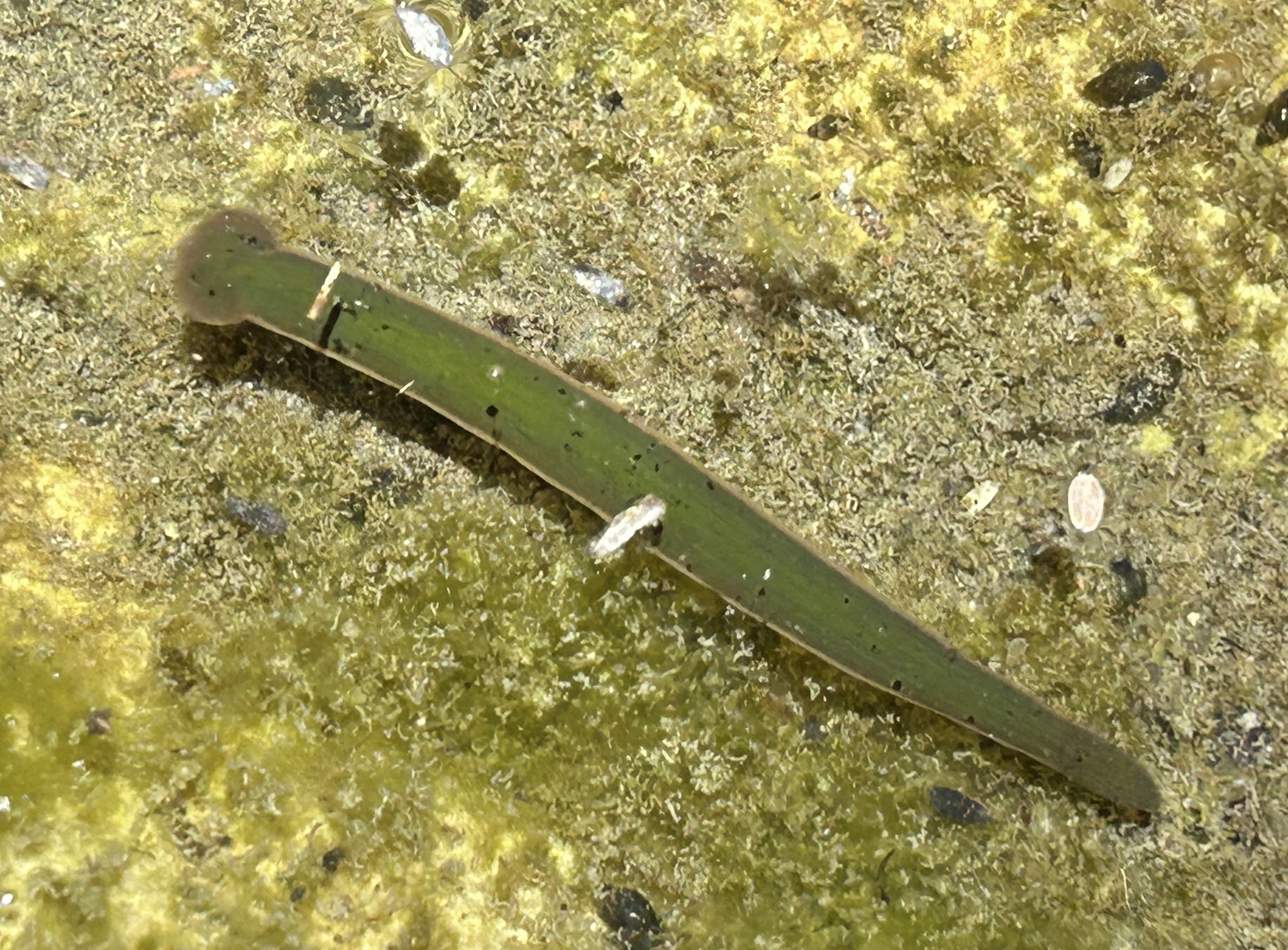 Limnobdella mexicana, a leech of the family Praobdellidae
