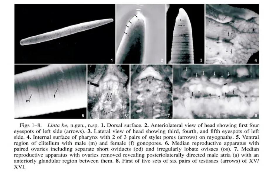 Linta be, a leech of the family Salifidae