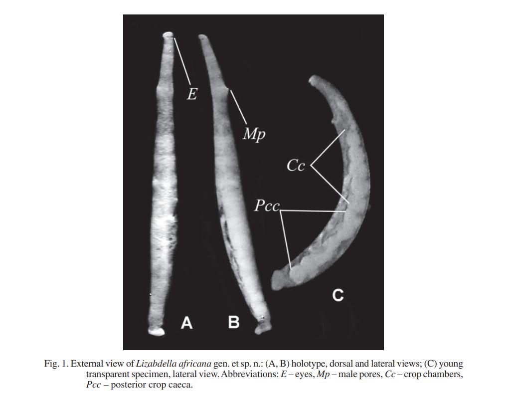 Lizabdella africana, a leech of the family Piscicolidae