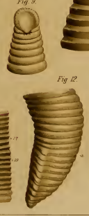 Lumbricobdella schaefferi, a leech of the family Cylicobdellidae
