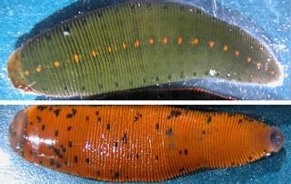 Macrobdella decora, a leech of the family Macrobdellidae