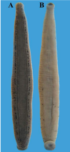 Macrobdella ditetra, a leech of the family Macrobdellidae