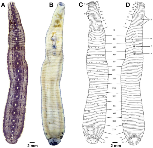 Macrobdella mimicus, a leech of the family Macrobdellidae
