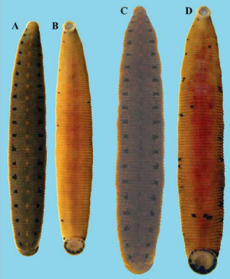Macrobdella sestertia, a leech of the family Macrobdellidae