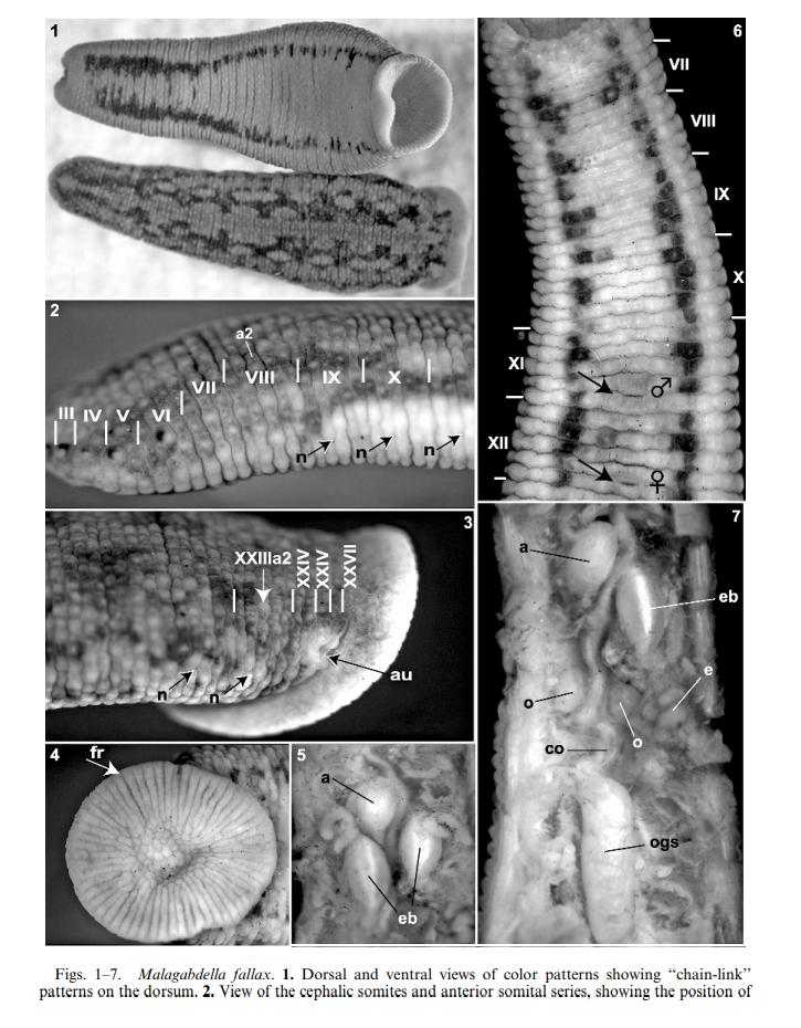 Malagabdella fallax, a leech of the family Haemadipsidae
